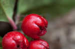 Eastern teaberry <BR>Wintergreen